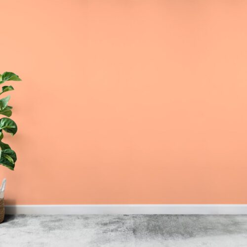 poksatin illu saumonclair poksatin illu saumonclair