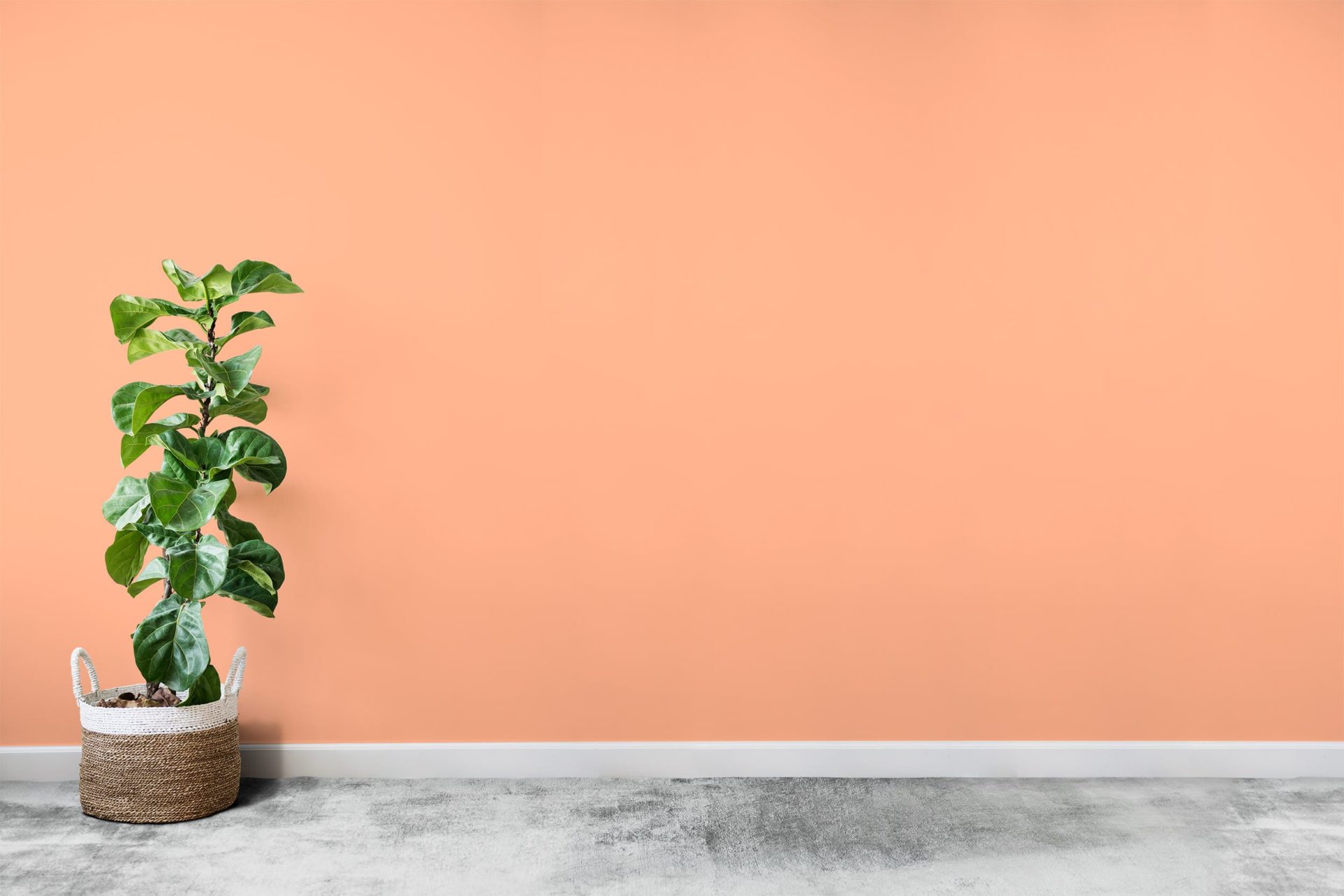 poksatin illu saumonclair poksatin illu saumonclair