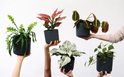 Les plantes d&rsquo;intérieur idéales pour une décoration biophilique réussie
